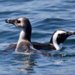Gansbaai: Shark Dive & Big 5 Sea Safari Combo Boat Trip - In Summary: Who Will Love This Tour?