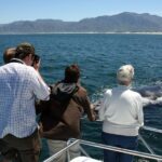Gansbaai: Shark Dive & Whale Watching Combo Boat Trip - An In-Depth Look at the Gansbaai Shark & Whale Combo