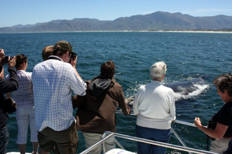Gansbaai: Shark Dive & Whale Watching Combo Boat Trip - An In-Depth Look at the Gansbaai Shark & Whale Combo