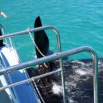 Gansbaai: Whale Watching Trip by Boat - The Itinerary: What to Expect on Your Marine Adventure