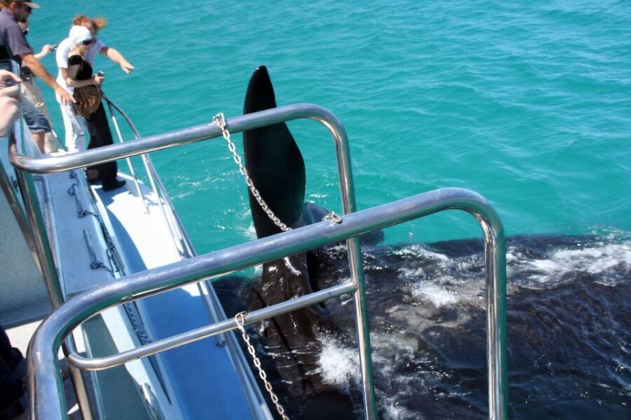 Gansbaai: Whale Watching Trip by Boat - The Itinerary: What to Expect on Your Marine Adventure