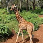 Giraffe Center, Elephant Orphanage And Bomas Of Kenya Visit - The Itinerary in Detail