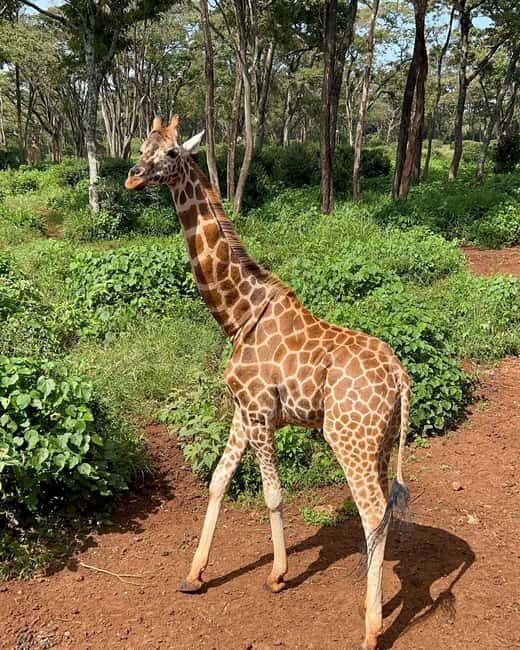 Giraffe Center, Elephant Orphanage And Bomas Of Kenya Visit - The Itinerary in Detail