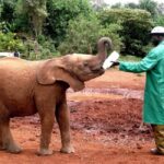 Giraffe Center Elephant Orphanage and Karen Blixen City Tour - Additional Experiences & Practical Tips