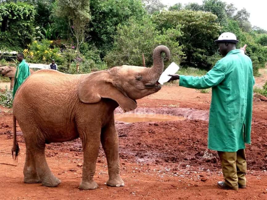 Giraffe Center Elephant Orphanage and Karen Blixen City Tour - Additional Experiences & Practical Tips