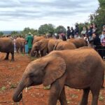 Giraffe Center, Karen Blixen & Elephant Orphanage Day Tour - The Overall Value