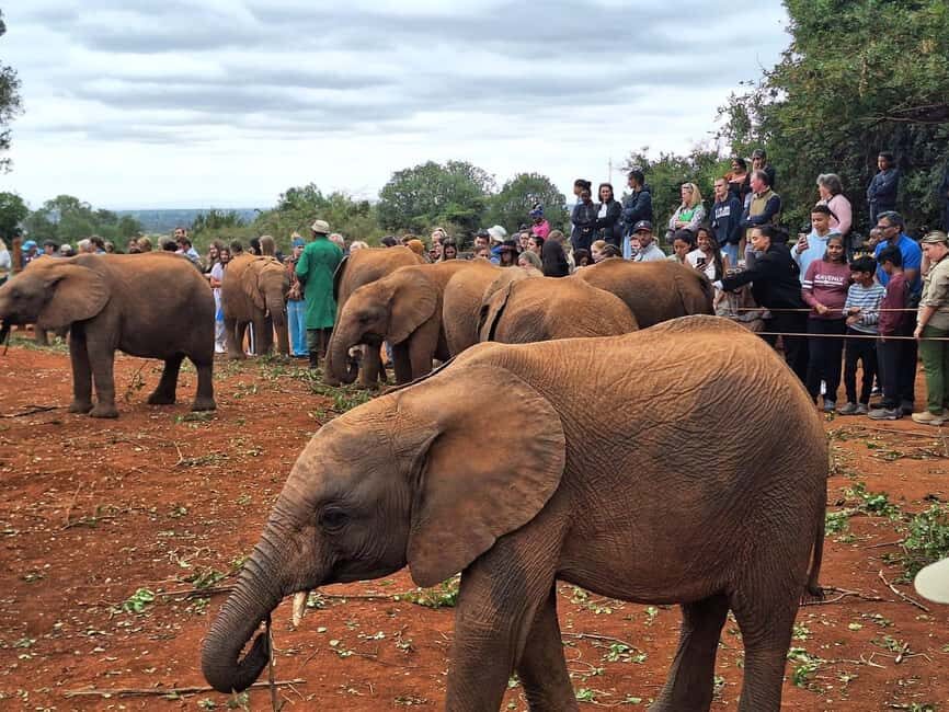 Giraffe Center, Karen Blixen & Elephant Orphanage Day Tour - The Overall Value