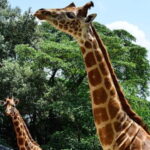 Giraffe Center ,Kobe & Karen Blixen Museum Tour from Nairobi - The Itinerary in Detail