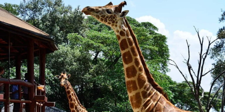 Giraffe Center ,Kobe & Karen Blixen Museum Tour from Nairobi - The Itinerary in Detail