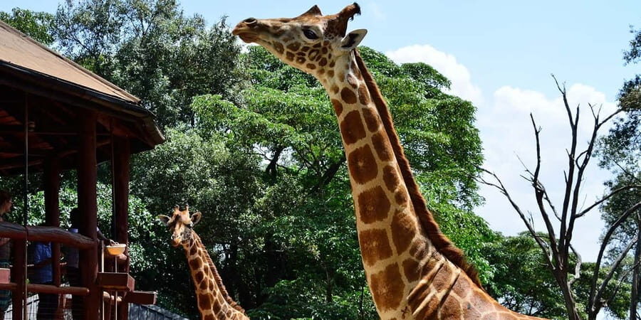 Giraffe Center ,Kobe & Karen Blixen Museum Tour from Nairobi - The Itinerary in Detail