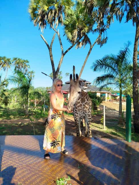 giraffe feeding - A Closer Look at the Itinerary