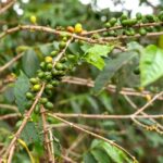 Gisenyi: Lake Kivu Half-Day Boat & Crop-to-Cup Coffee Tour - What to Expect: A Closer Look at the Itinerary