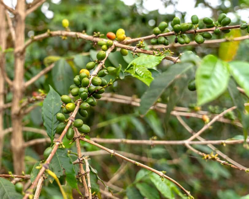 Gisenyi: Lake Kivu Half-Day Boat & Crop-to-Cup Coffee Tour - What to Expect: A Closer Look at the Itinerary