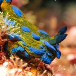 Goat Island Marine Reserve: Full-Day Dive Charter - Why Choose the Goat Island Marine Reserve Dive Tour?
