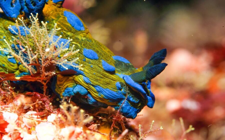 Goat Island Marine Reserve: Full-Day Dive Charter - Why Choose the Goat Island Marine Reserve Dive Tour?