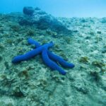 Gold Coast: Cook Island Marine Reserve Scuba Experience Dive - Practical Considerations and Tips