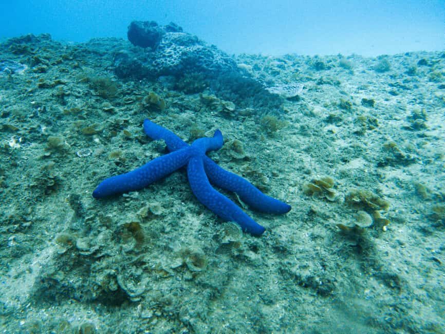 Gold Coast: Cook Island Marine Reserve Scuba Experience Dive - Practical Considerations and Tips