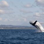 Gold Coast/Coolangatta: Whale Watching with Marine Biologist - The Itinerary and Experience Breakdown