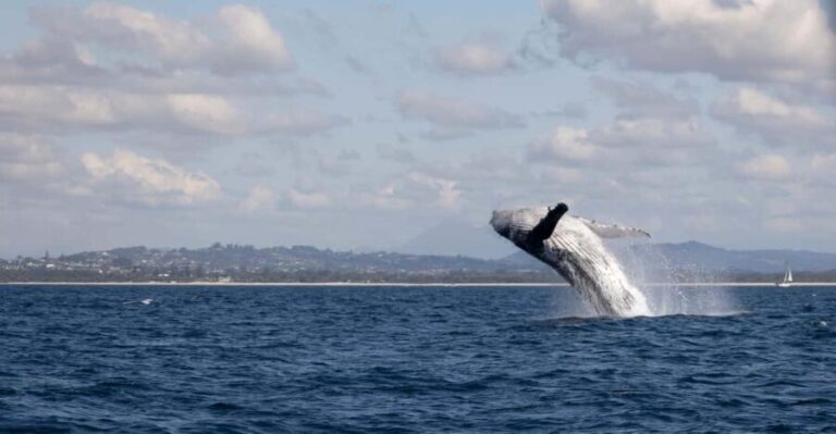 Gold Coast/Coolangatta: Whale Watching with Marine Biologist - The Itinerary and Experience Breakdown