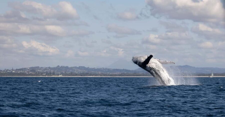Gold Coast/Coolangatta: Whale Watching with Marine Biologist - The Itinerary and Experience Breakdown