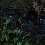 Gold Coast: Evening Rainforest and Glow Worm Experience - What to Expect on the Tour