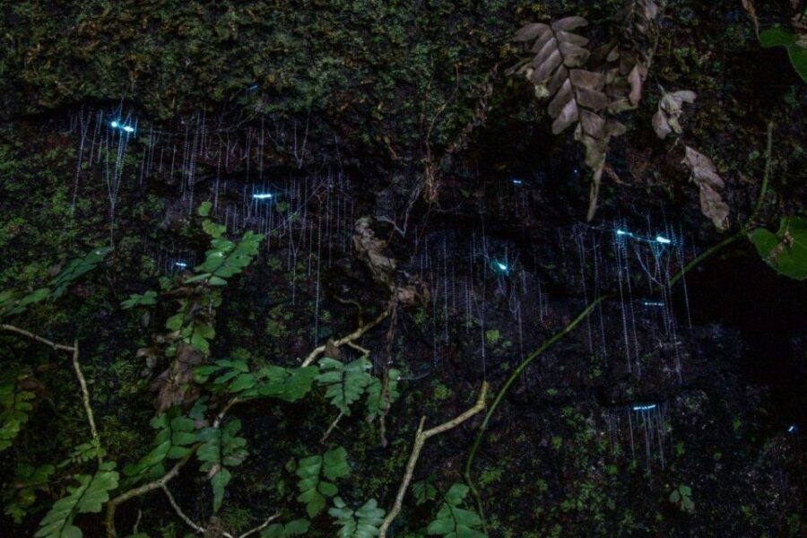 Gold Coast: Evening Rainforest and Glow Worm Experience - What to Expect on the Tour
