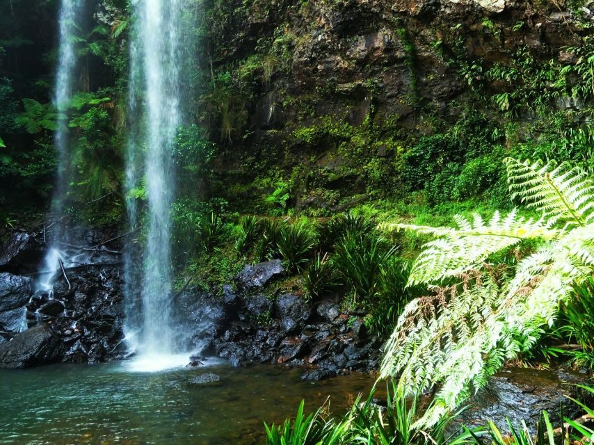 Gold Coast: Glow Worms Nocturnal Rainforest & Waterfall Walk - The Practicalities: What You Need to Know