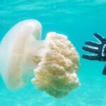 Gold Coast: Introductory SCUBA Diving Experience - Breaking Down the Cost and Value