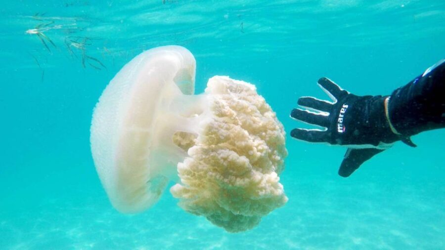 Gold Coast: Introductory SCUBA Diving Experience - Breaking Down the Cost and Value