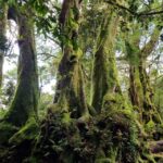 Gold Coast: Kangaroos, Rainforest & Waterfalls Experience - An In-Depth Look at the Tour Experience