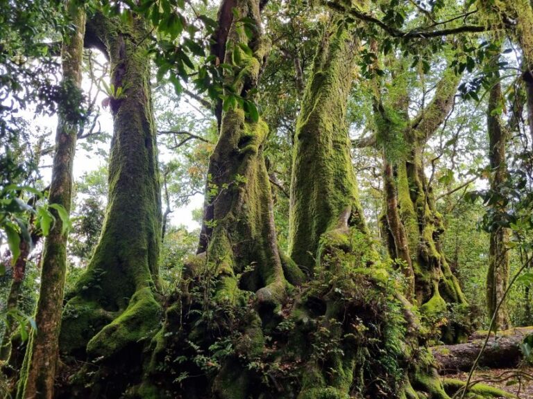 Gold Coast: Kangaroos, Rainforest & Waterfalls Experience - An In-Depth Look at the Tour Experience