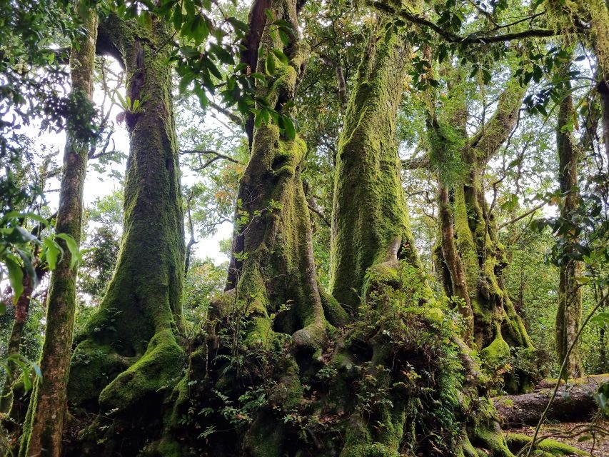 Gold Coast: Kangaroos, Rainforest & Waterfalls Experience - An In-Depth Look at the Tour Experience