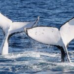 Gold Coast: Luxury Whale Watching Tour on a Superyacht - The Experience: What You Can Expect