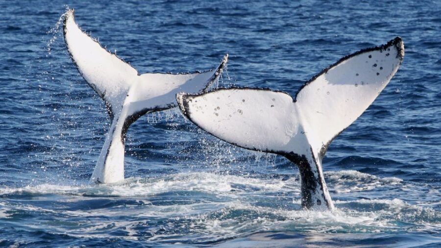 Gold Coast: Luxury Whale Watching Tour on a Superyacht - The Experience: What You Can Expect