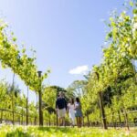 Gold Coast: Luxury Wine Tour with Gourmet Lunch & Distillery - Transportation and Group Size