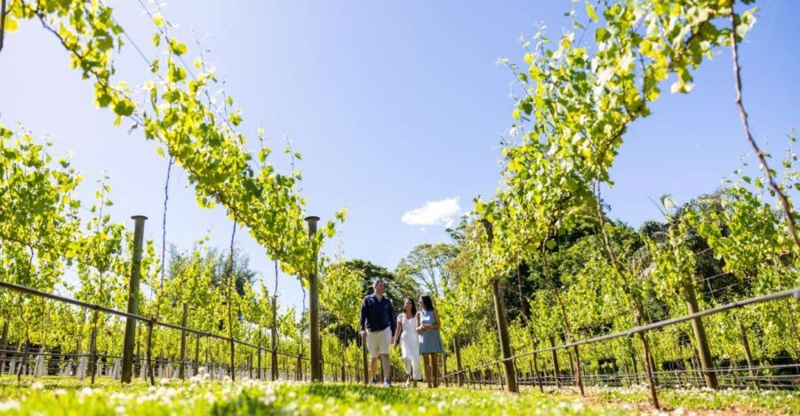 Gold Coast: Luxury Wine Tour with Gourmet Lunch & Distillery - Transportation and Group Size