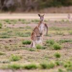 Gold Coast: Mount Tamborine Kangaroo and Koala Day Tour - Practical Details and Value