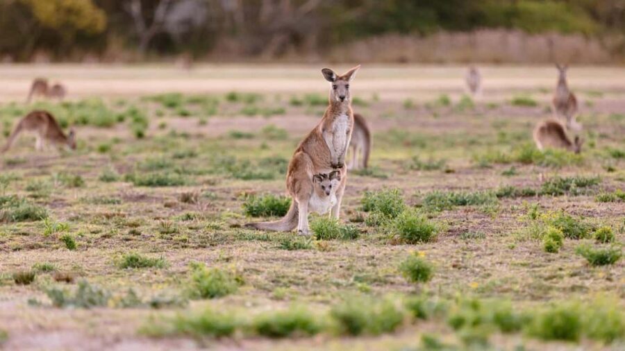 Gold Coast: Mount Tamborine Kangaroo and Koala Day Tour - Practical Details and Value