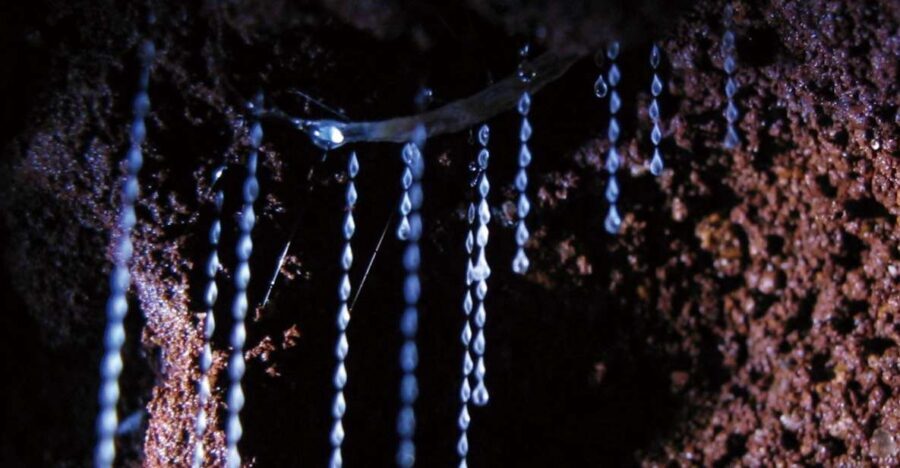 Gold Coast: Natural Bridge Glow Worm Night Tour - What Does the Experience Include?