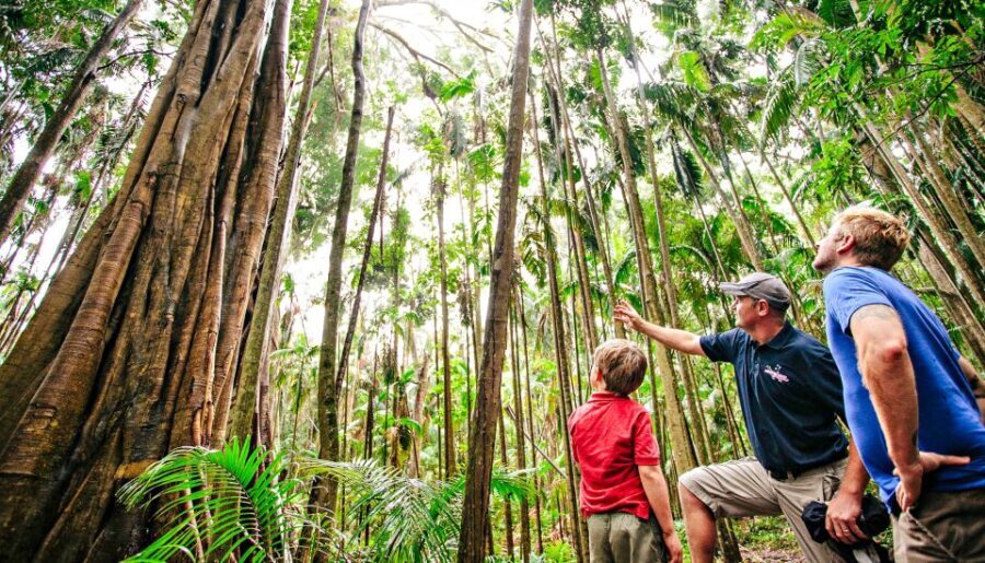 Gold Coast: Natural Bridge & Springbrook Waterfalls Tour - What to Expect From the Experience