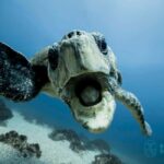 Gold Coast: Snorkel with Turtles - Who Would Enjoy This Tour?