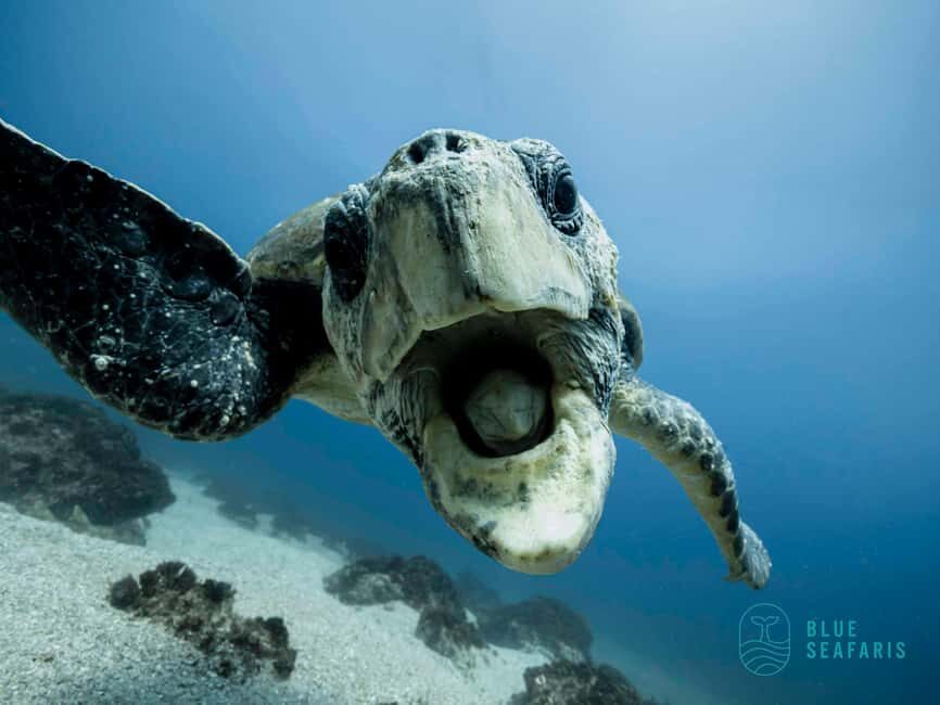Gold Coast: Snorkel with Turtles - Who Would Enjoy This Tour?