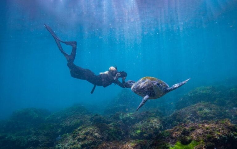 Gold Coast: Snorkeling with Turtles Half-Day Tour - What’s Included and What’s Not