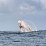 Gold Coast: Swim with Whales - Who Is This Tour Best Suited For?