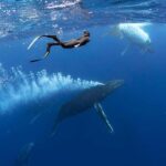 Gold Coast: Swim with Whales - What the Reviews Tell Us