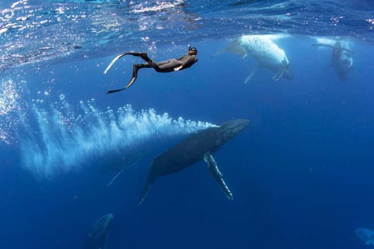 Gold Coast: Swim with Whales - What the Reviews Tell Us