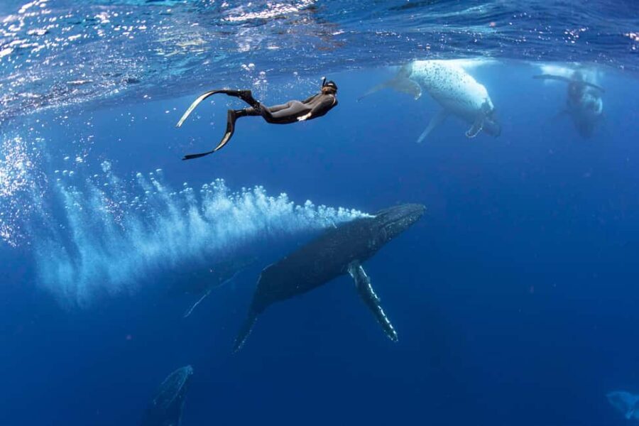 Gold Coast: Swim with Whales - What the Reviews Tell Us