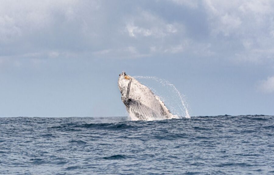 Gold Coast: Swim with Whales - Who Is This Tour Best Suited For?