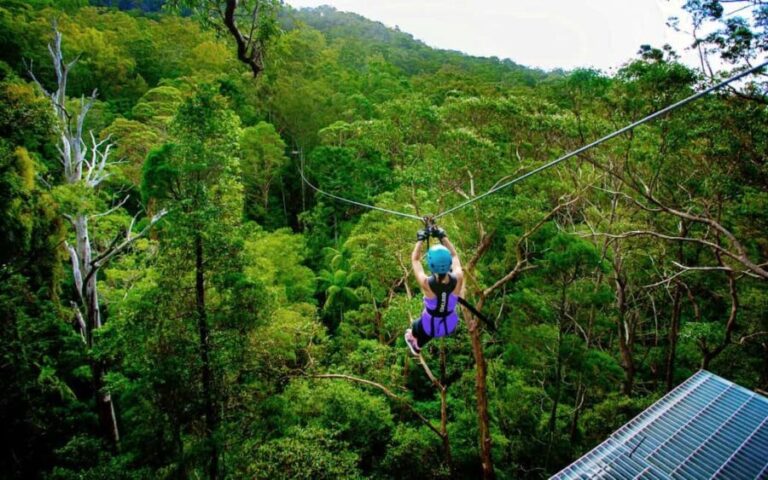 Gold Coast: Tamborine Mountain Canyon Flyer Zipline Tour - The Practical Details