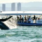 Gold Coast Whale Experience - The Sum Up